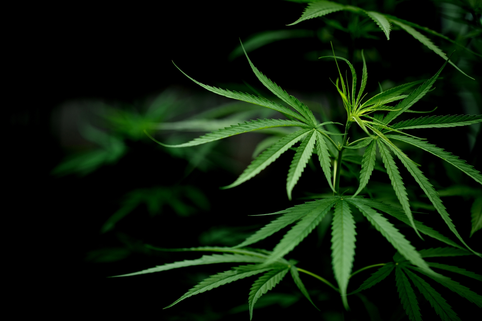 What Is Medical Marijuana Call NP Choice 631 979 3050